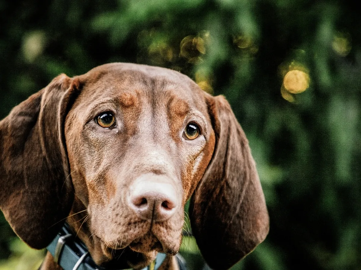 Vizsla