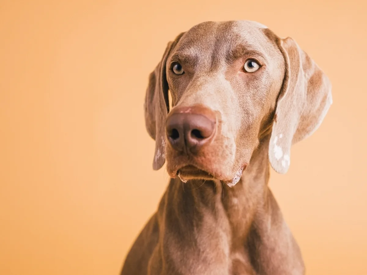 Weimaraner