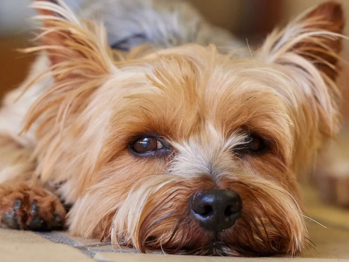 Yorkshire Terrier